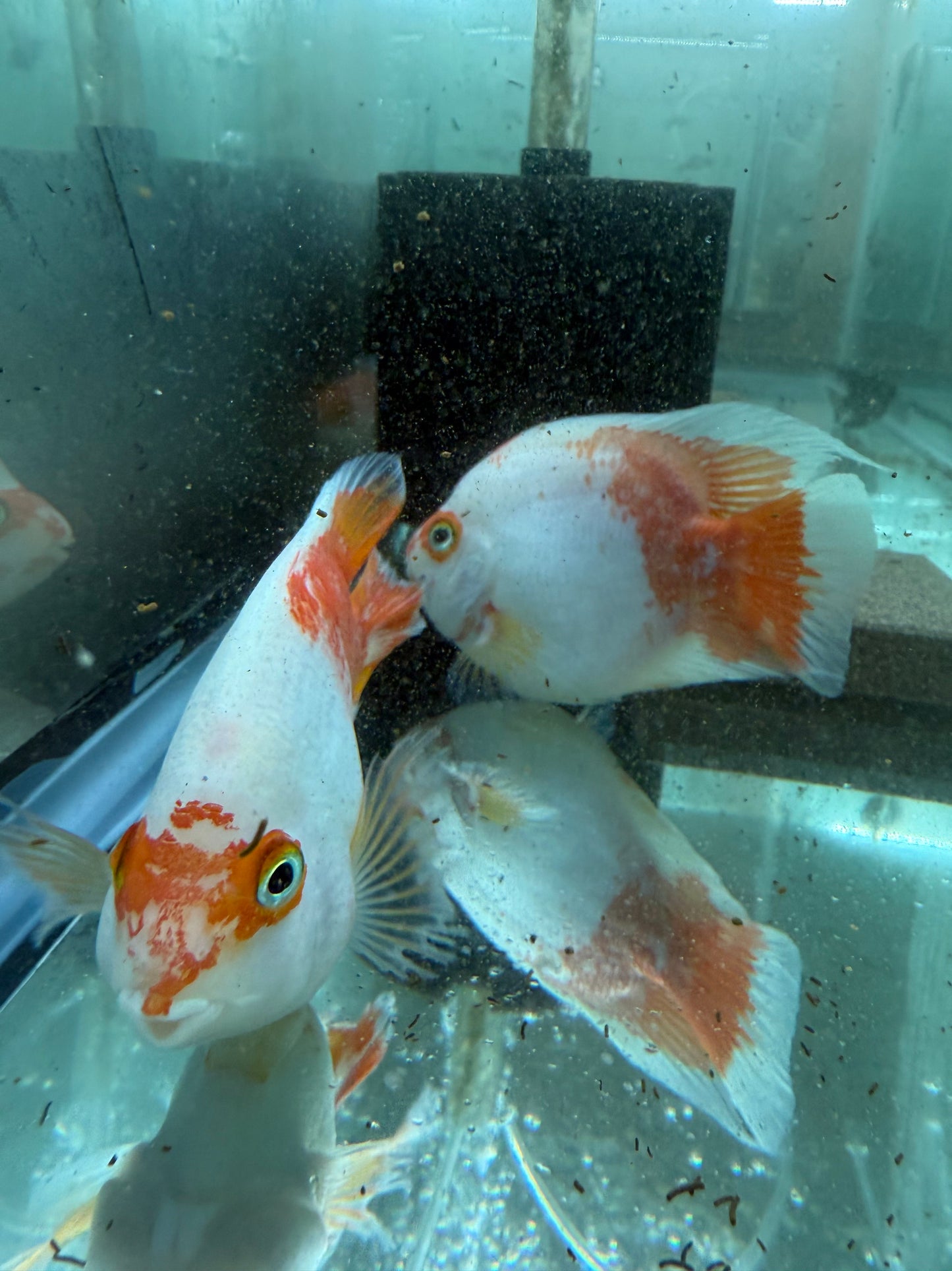 Red & White Parrot Cichlid 3.5–4.5” – Rare Color Morph – Live Freshwater Fish