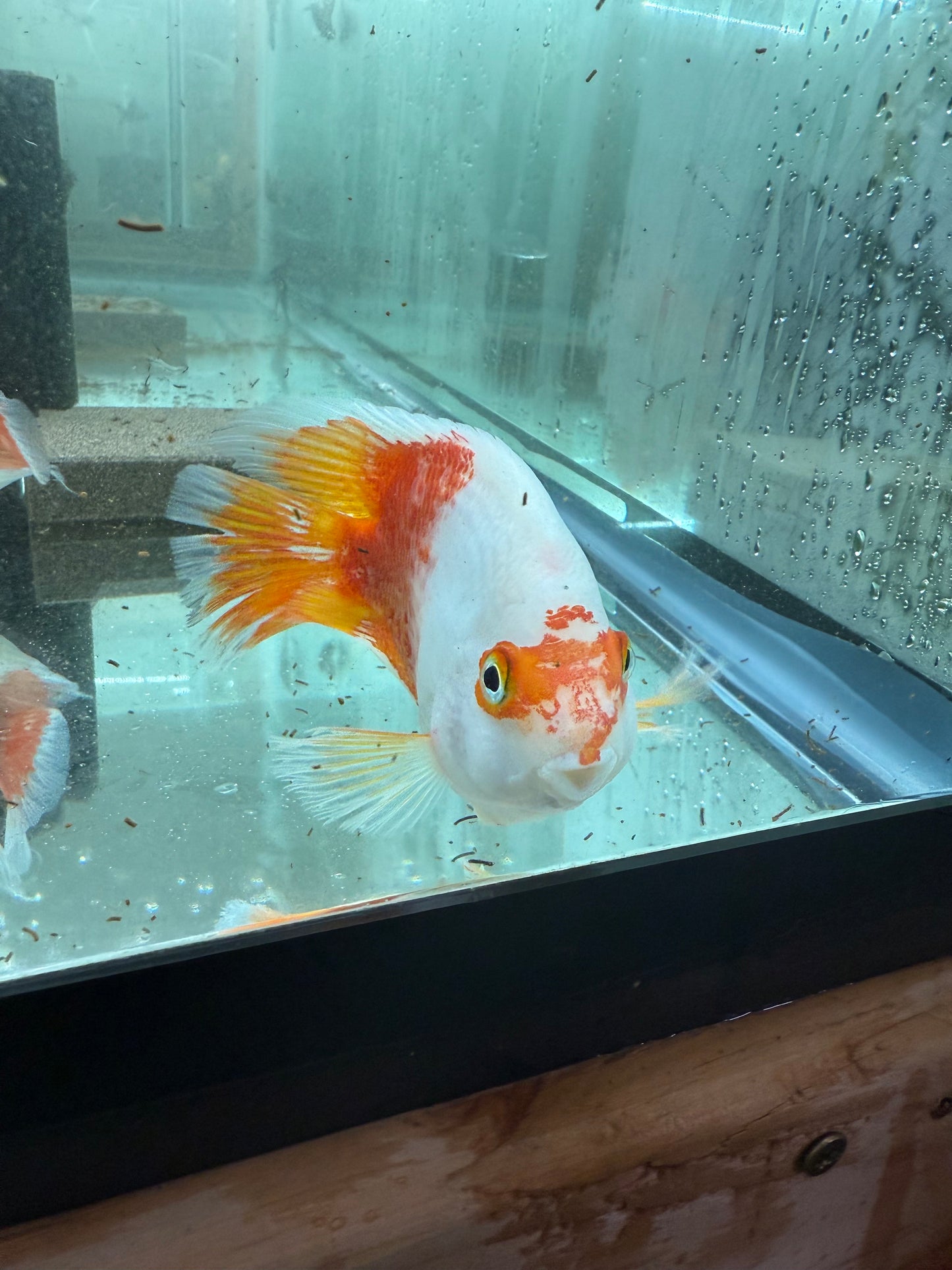 Red & White Parrot Cichlid 3.5–4.5” – Rare Color Morph – Live Freshwater Fish