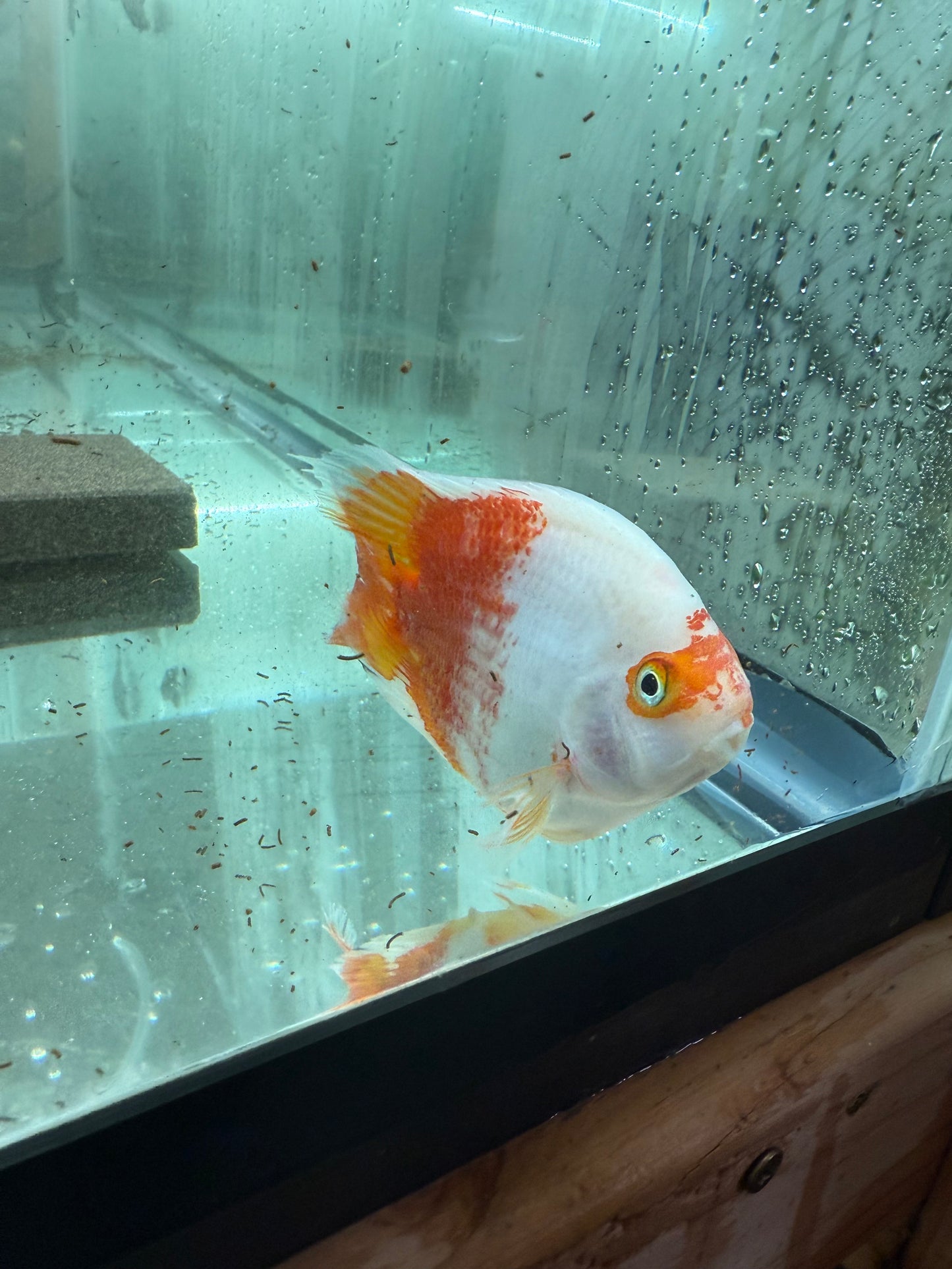 Red & White Parrot Cichlid 3.5–4.5” – Rare Color Morph – Live Freshwater Fish