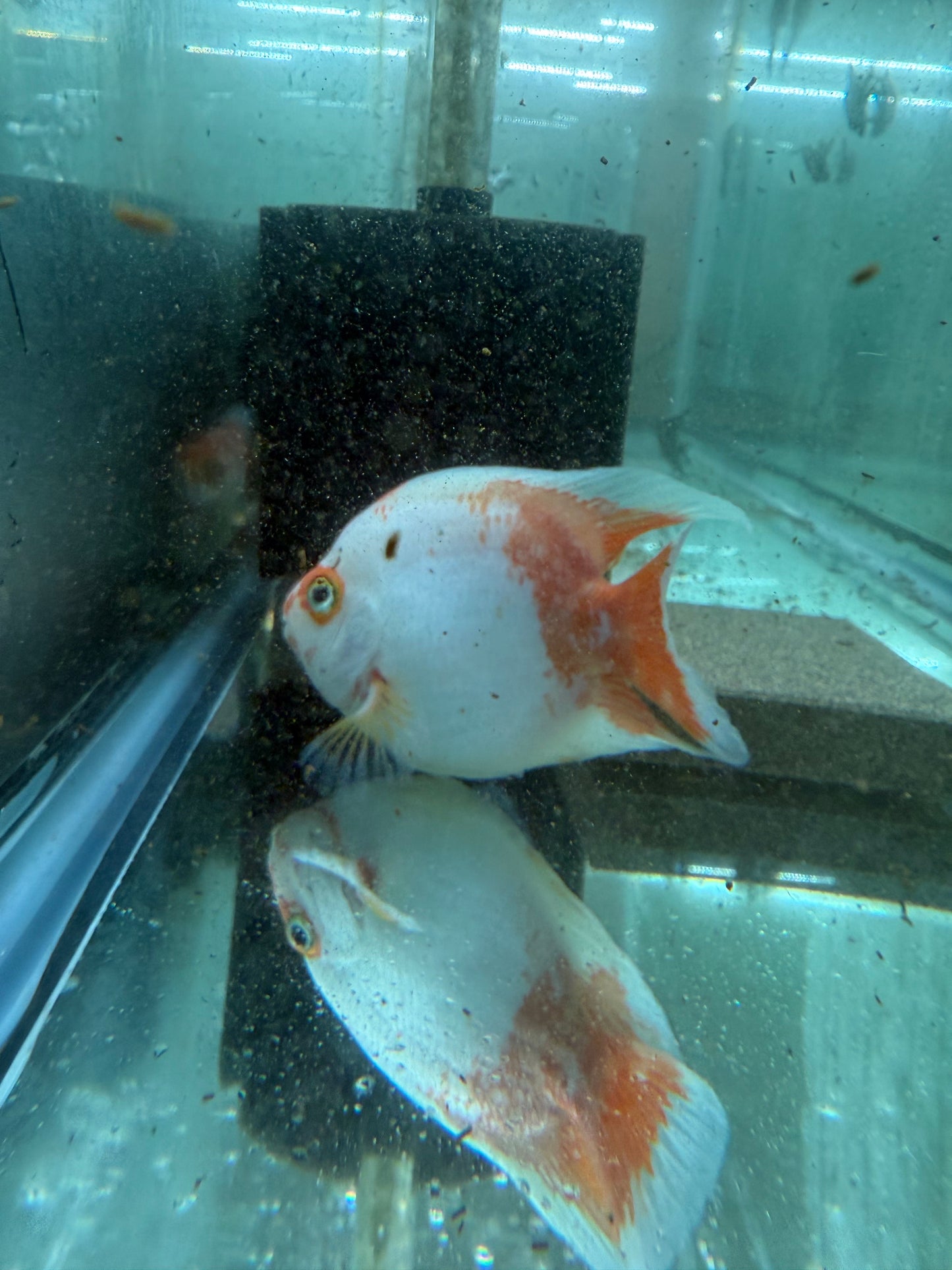 Red & White Parrot Cichlid 3.5–4.5” – Rare Color Morph – Live Freshwater Fish