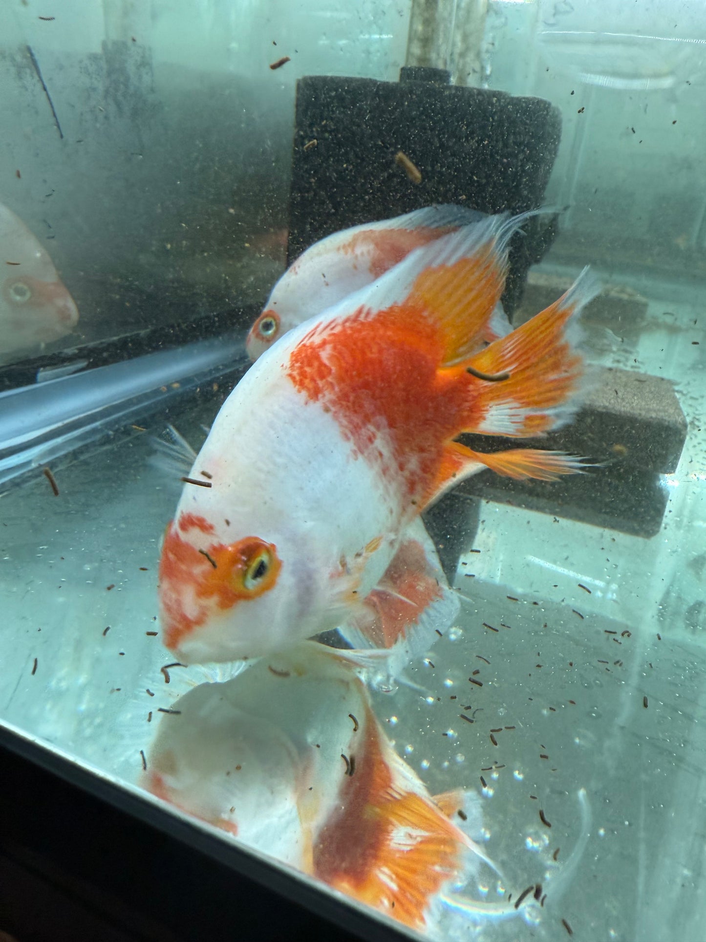 Red & White Parrot Cichlid 3.5–4.5” – Rare Color Morph – Live Freshwater Fish