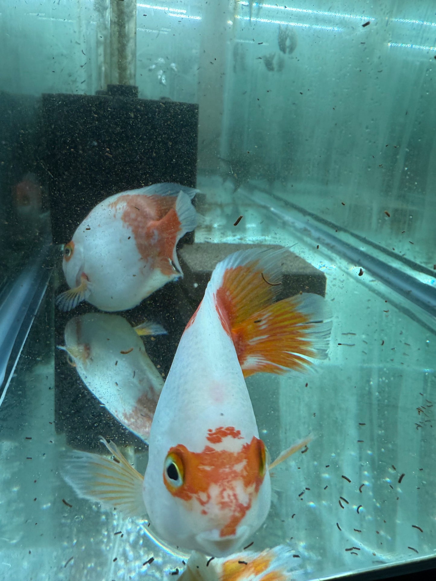 Red & White Parrot Cichlid 3.5–4.5” – Rare Color Morph – Live Freshwater Fish