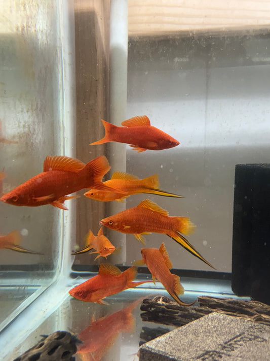 Red Lyretail Swordtail JBO Male 4–5” – Rare Live Fish – Vibrant Tail & Color