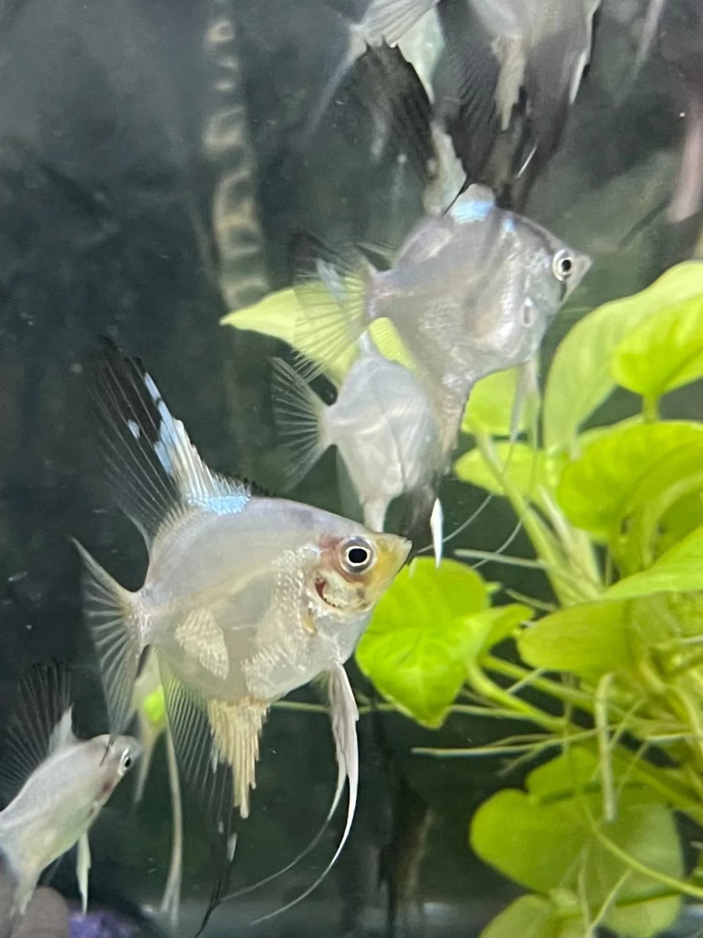 3-Pack Blue Paraiba Veil Tail Angelfish 1-1.5 Inch Live Freshwater Aquarium Fish