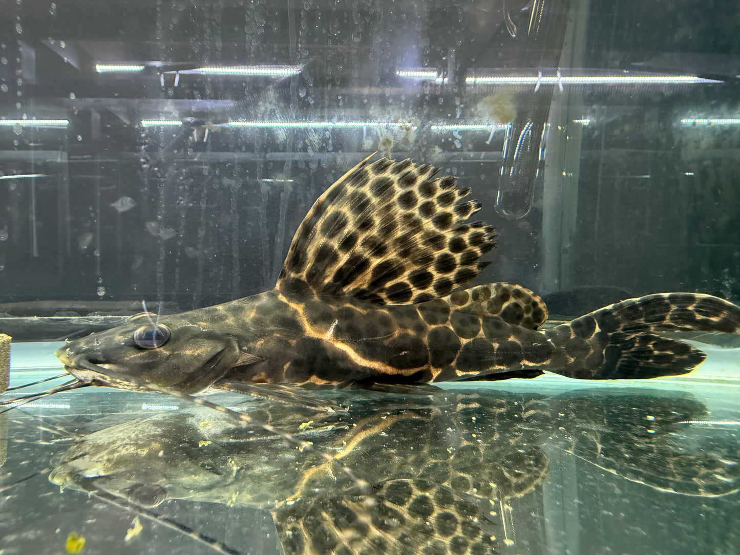 Marble Sailfin Pim Catfish XL 10-12 Inch Live Freshwater Monster Fish Rare Aqua