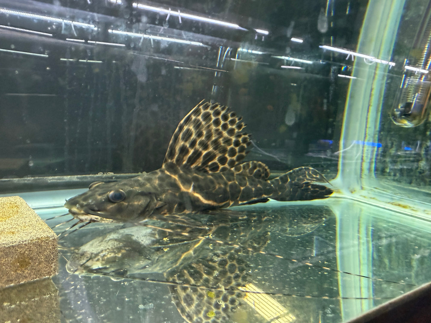 Marble Sailfin Pim Catfish XL 10-12 Inch Live Freshwater Monster Fish Rare Aqua