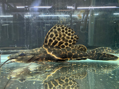 Marble Sailfin Pim Catfish XL 10-12 Inch Live Freshwater Monster Fish Rare Aqua