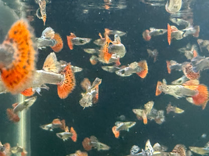 10-Pack Dumbo Ear Male Guppy Live Freshwater Aquarium Fish Premium Colorful Rare
