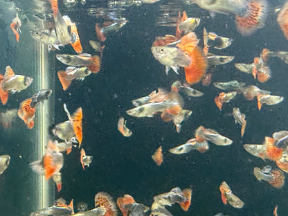 10-Pack Dumbo Ear Male Guppy Live Freshwater Aquarium Fish Premium Colorful Rare