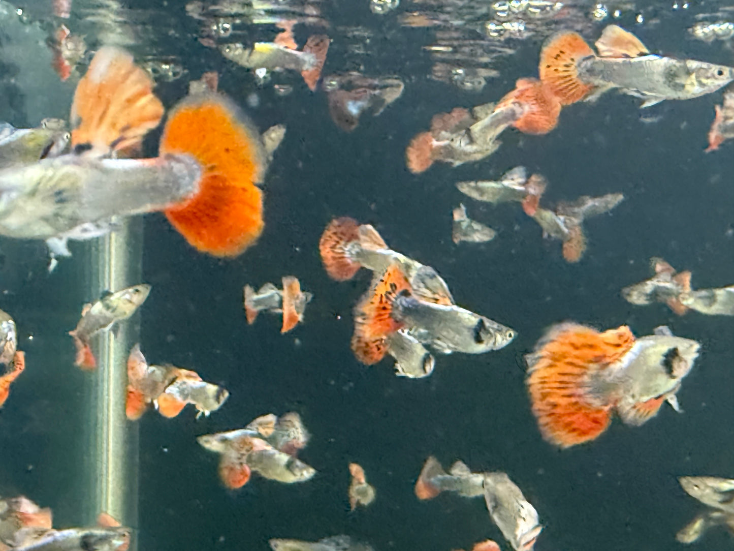 10-Pack Dumbo Ear Male Guppy Live Freshwater Aquarium Fish Premium Colorful Rare
