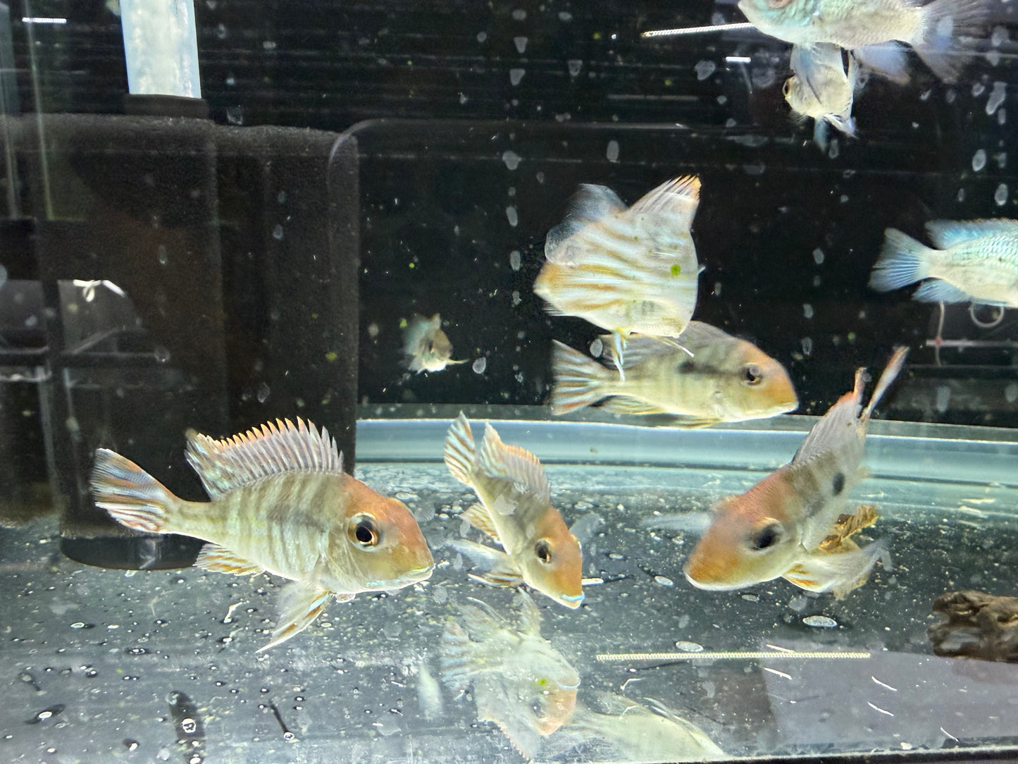 Red Head Tapajos Cichlid 3-4 Inch Full Color Live Freshwater Aquarium Fish Rare