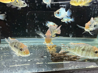 Red Head Tapajos Cichlid 3-4 Inch Full Color Live Freshwater Aquarium Fish Rare
