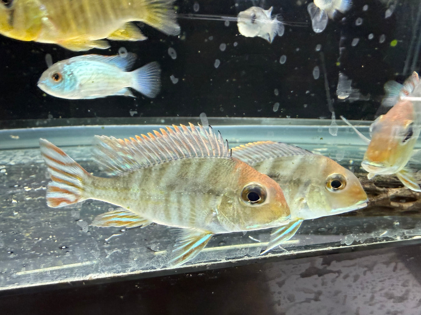 Red Head Tapajos Cichlid 3-4 Inch Full Color Live Freshwater Aquarium Fish Rare