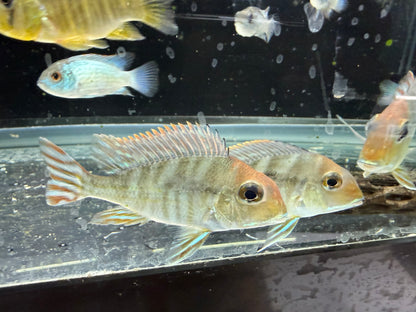 Red Head Tapajos Cichlid 3-4 Inch Full Color Live Freshwater Aquarium Fish Rare