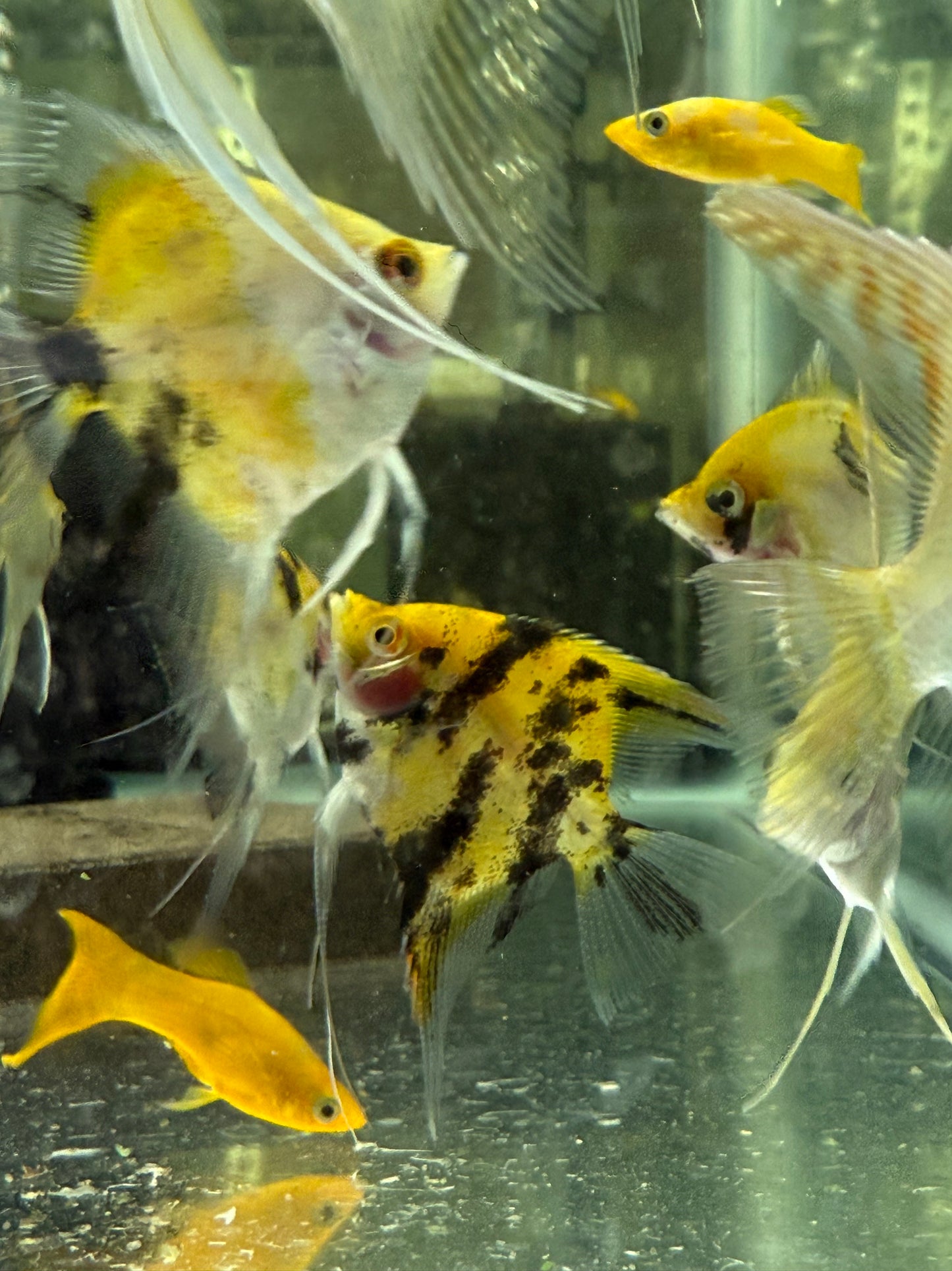 Sunburst Koi Angelfish 1.5-2” – Live Freshwater Aquarium Fish – Vibrant & Hardy