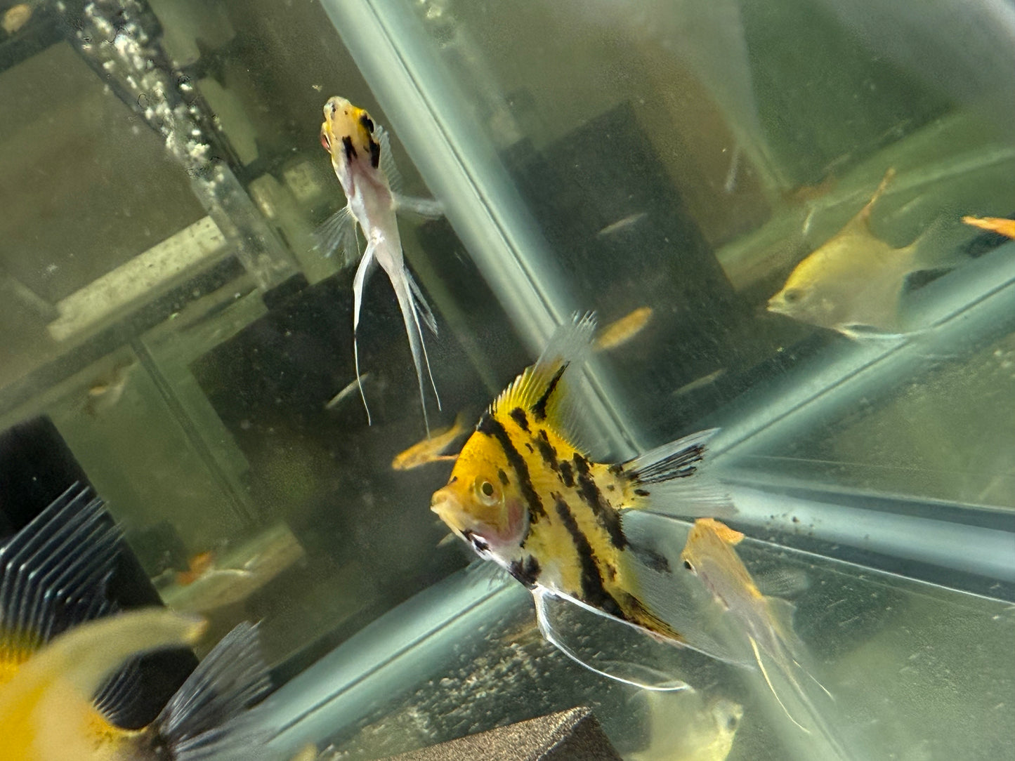 Sunburst Koi Angelfish 1.5-2” – Live Freshwater Aquarium Fish – Vibrant & Hardy