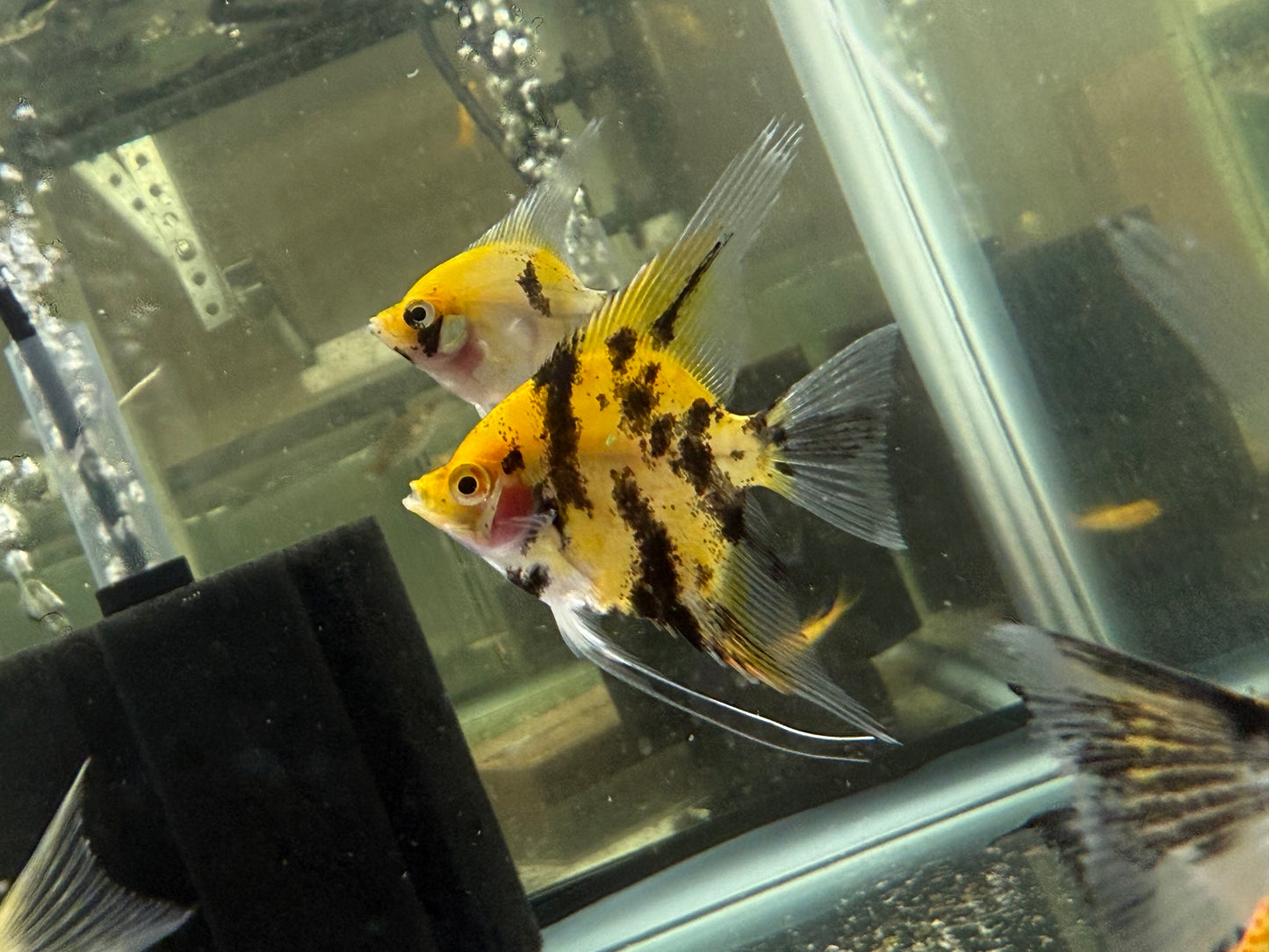 Sunburst Koi Angelfish 1.5-2” – Live Freshwater Aquarium Fish – Vibrant & Hardy