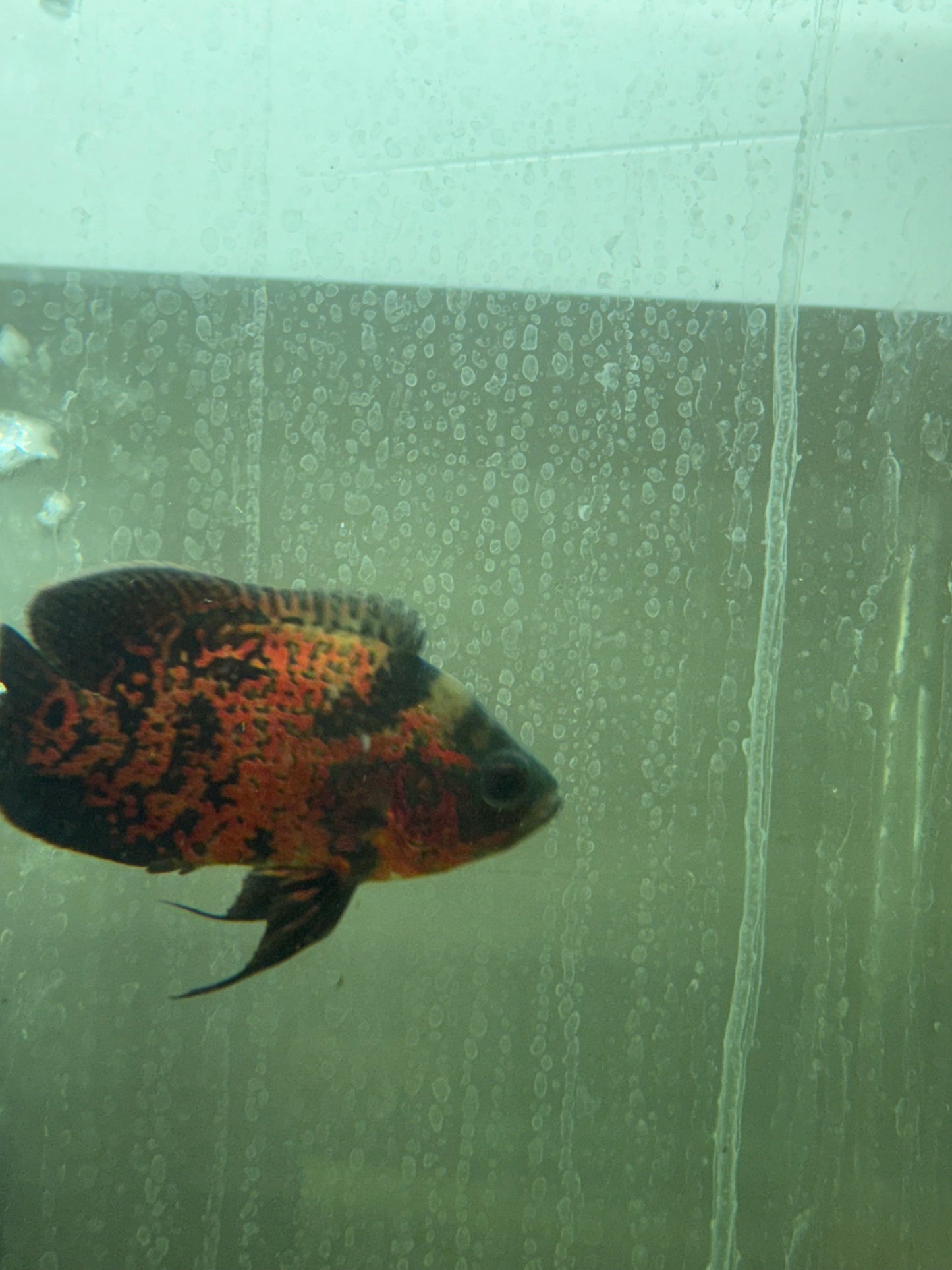 Super Red Oscar 3.0-3.5″ – Live Freshwater Aquarium Cichlid Fish – Vibrant & Hardy