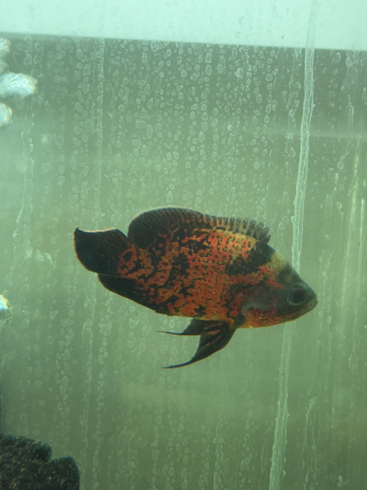 Super Red Oscar 3.0-3.5″ – Live Freshwater Aquarium Cichlid Fish – Vibrant & Hardy