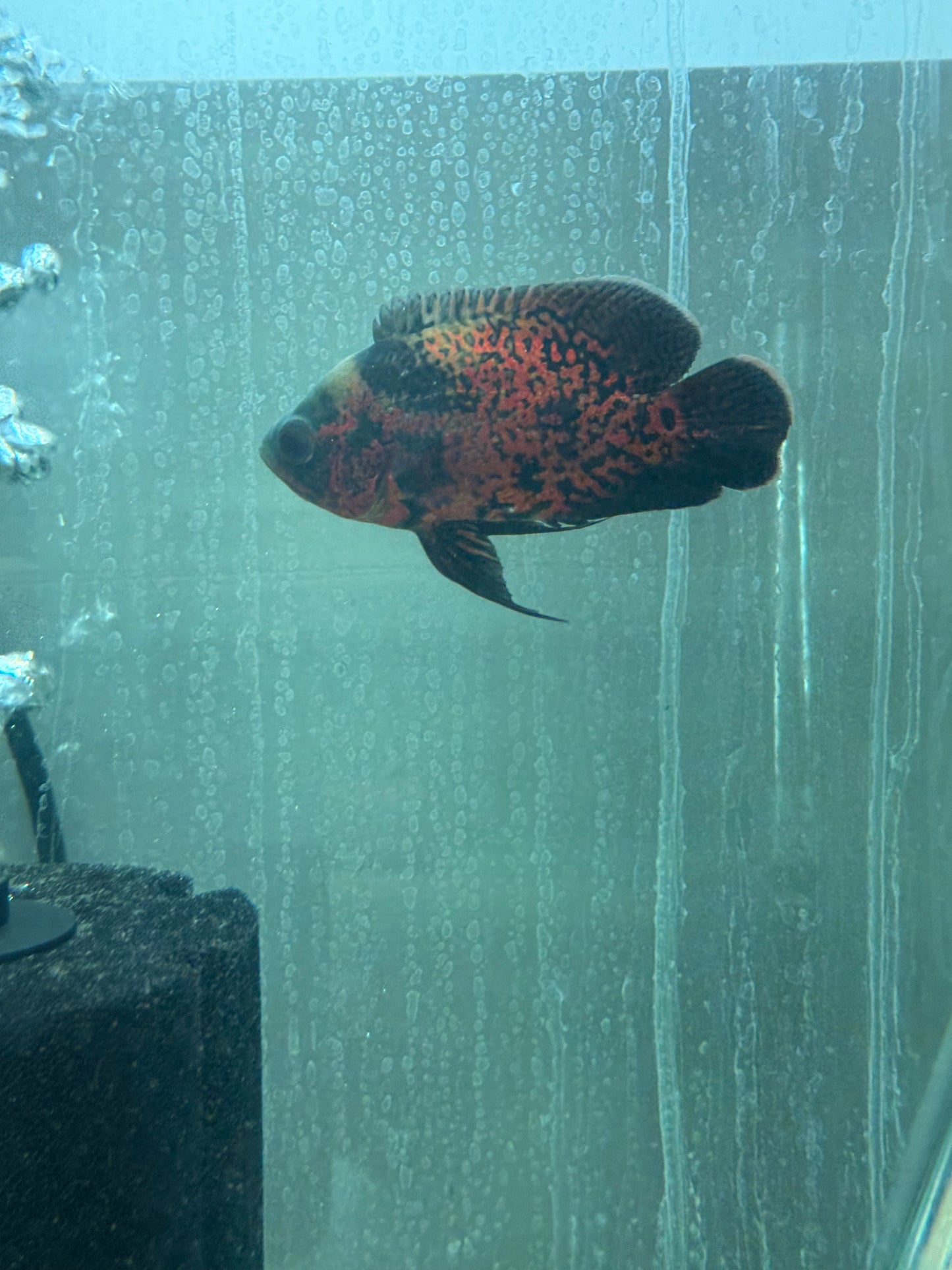 Super Red Oscar 3.0-3.5″ – Live Freshwater Aquarium Cichlid Fish – Vibrant & Hardy
