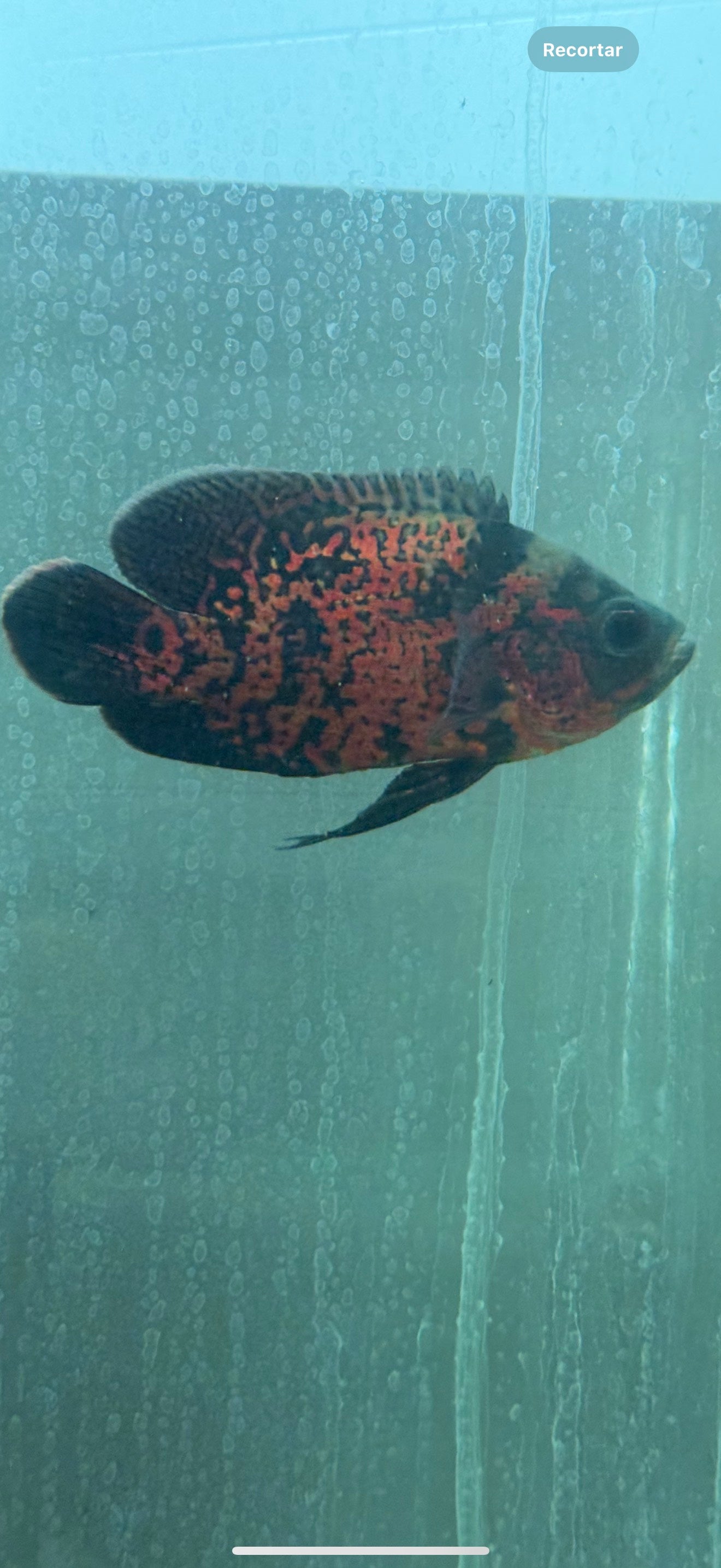 Super Red Oscar 3.0-3.5″ – Live Freshwater Aquarium Cichlid Fish – Vibrant & Hardy