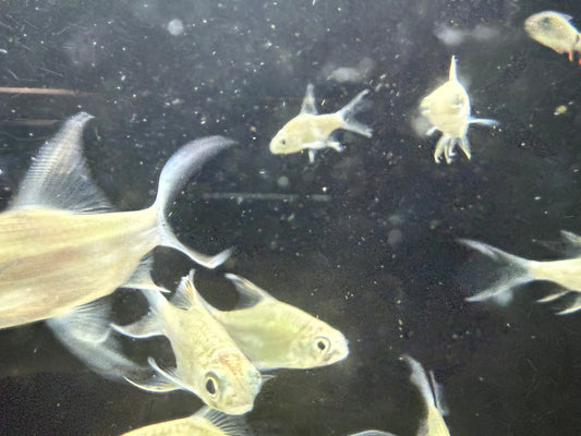 3-Pack Platinum Butterfly Tinfoil Barb 1.5-2 Inch Live Freshwater Aquarium Fish