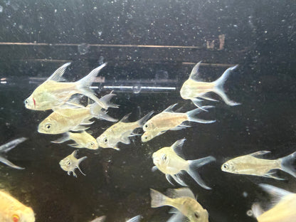 3-Pack Platinum Butterfly Tinfoil Barb 1.5-2 Inch Live Freshwater Aquarium Fish