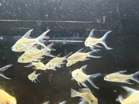 3-Pack Platinum Butterfly Tinfoil Barb 1.5-2 Inch Live Freshwater Aquarium Fish