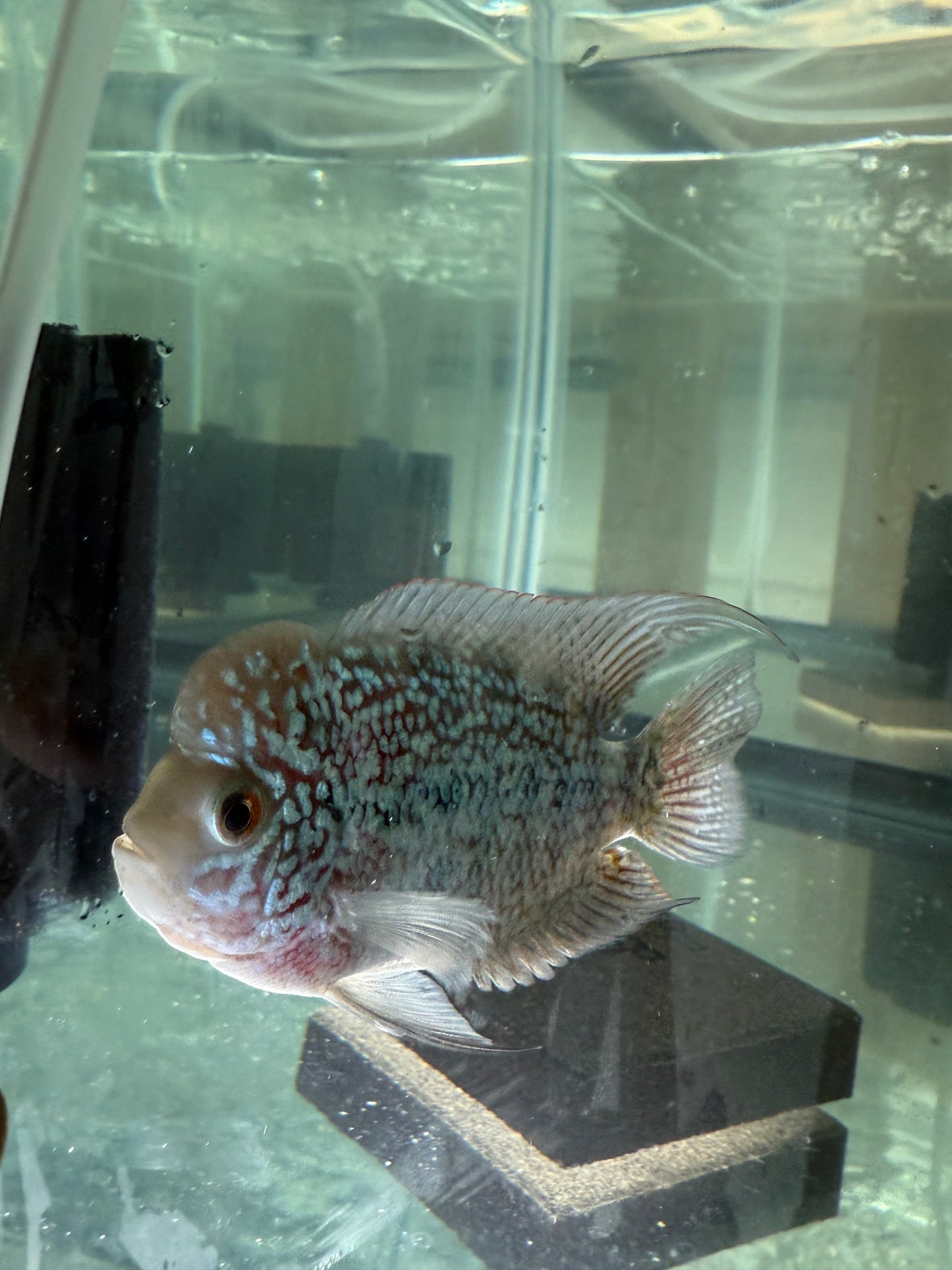 Magma Flowerhorn Cichlid 4–4.5” – Vibrant Live Freshwater Aquarium Fish