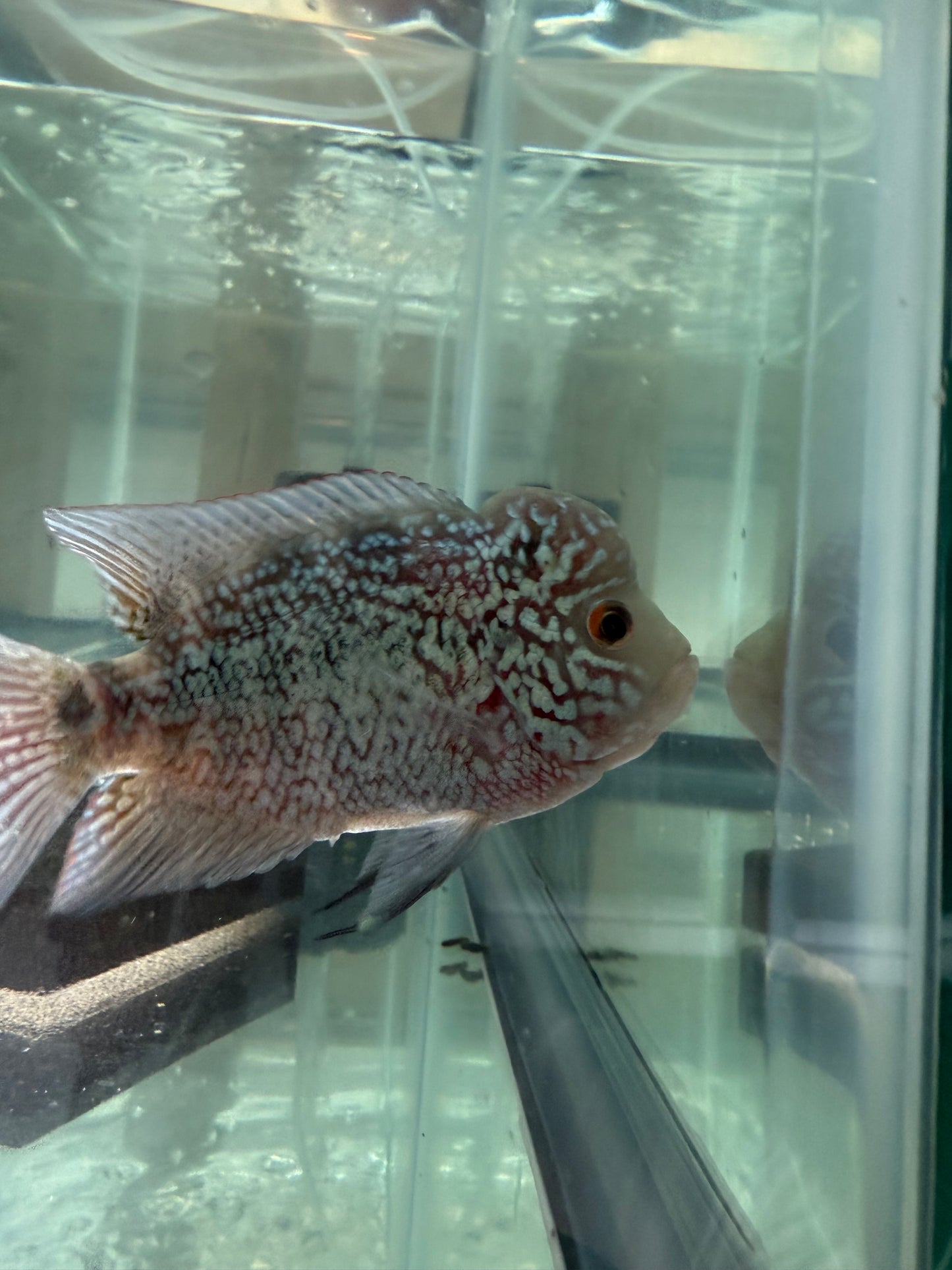 Magma Flowerhorn Cichlid 4–4.5” – Vibrant Live Freshwater Aquarium Fish