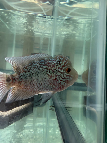 Magma Flowerhorn Cichlid 4–4.5” – Vibrant Live Freshwater Aquarium Fish