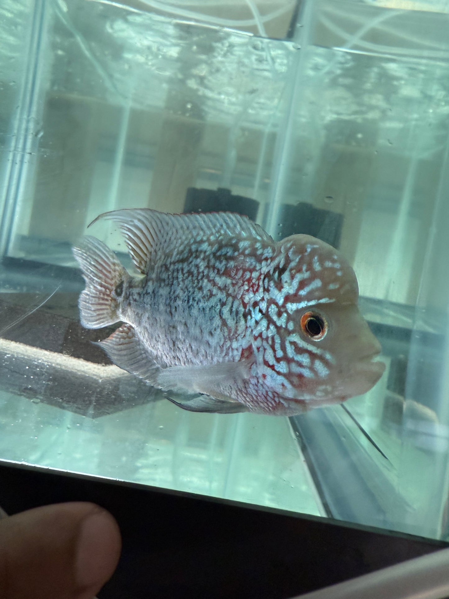 Magma Flowerhorn Cichlid 4–4.5” – Vibrant Live Freshwater Aquarium Fish