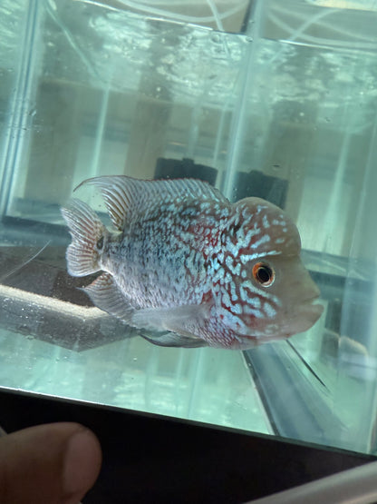 Magma Flowerhorn Cichlid 4–4.5” – Vibrant Live Freshwater Aquarium Fish
