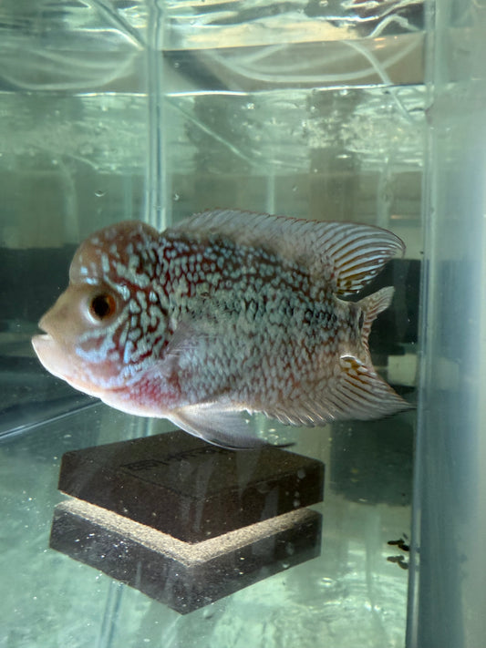 Magma Flowerhorn Cichlid 4–4.5” – Vibrant Live Freshwater Aquarium Fish