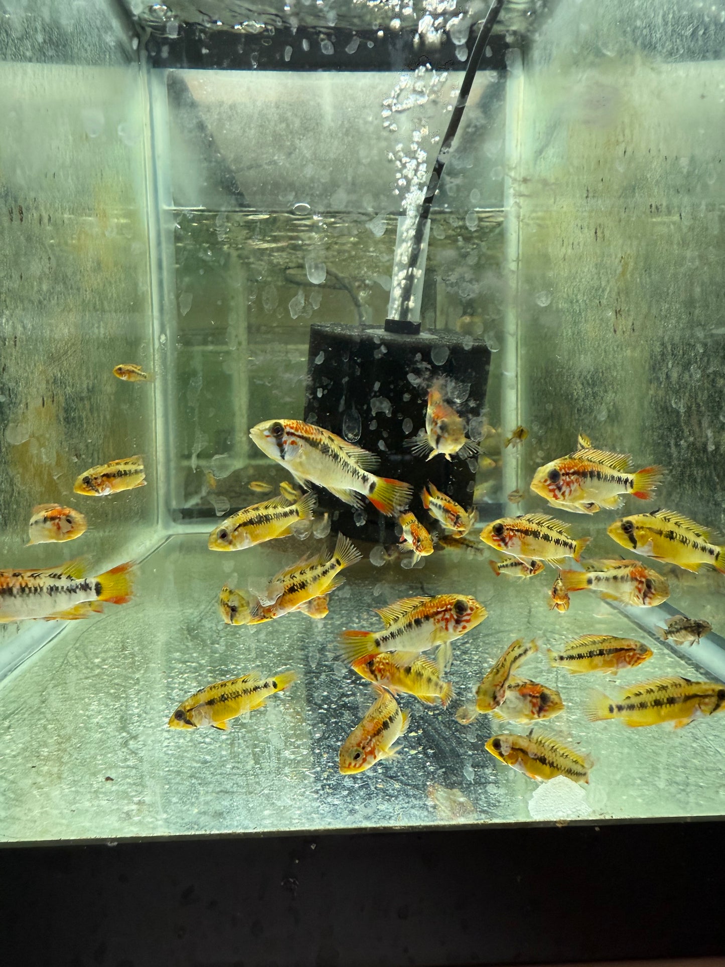 Pair Apistogramma Viejita 1.0–1.5” – Live Freshwater Dwarf Cichlid Aquarium Fish