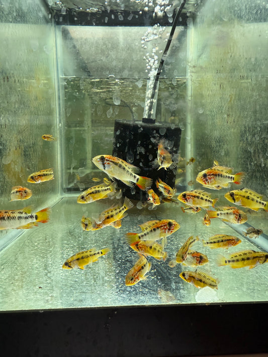 Pair Apistogramma Viejita 1.0–1.5” – Live Freshwater Dwarf Cichlid Aquarium Fish