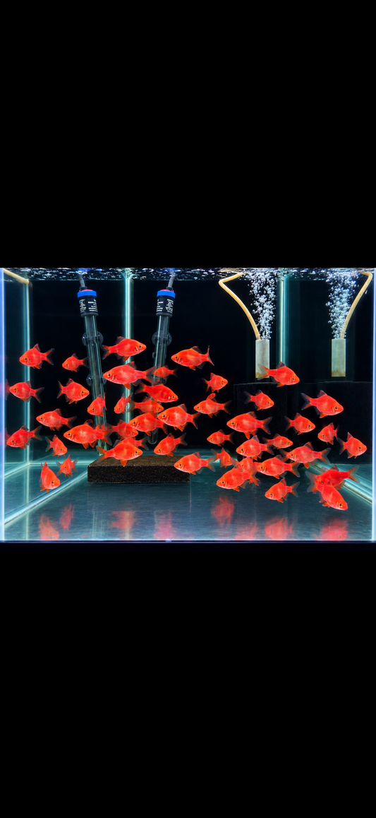 4-Pack Strawberry Tiger Barb Live Freshwater Colorful Tropical Aquarium Fish