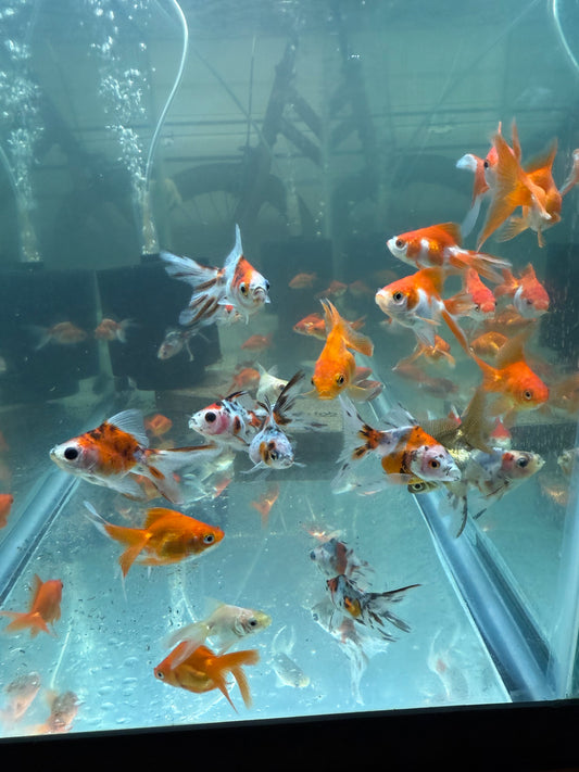 4-Pack Assorted Ryukin Goldfish 1.5” – Live Fancy Freshwater Aquarium Fish