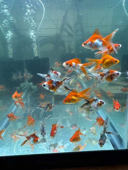 4-Pack Assorted Ryukin Goldfish 1.5” – Live Fancy Freshwater Aquarium Fish