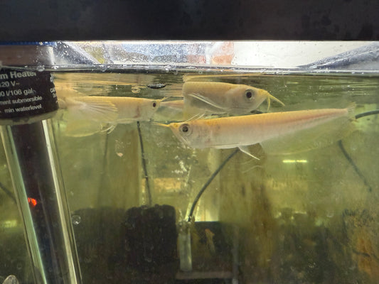 Albino Yellow Banana Arowana 4–5” – Exotic Live Freshwater Aquarium Fish for Large Tanks