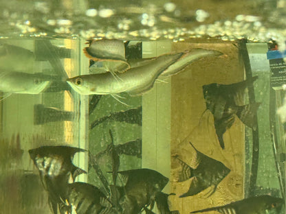 Black Arowana 4-5 ” – Live Freshwater Aquarium Fish Exotic Oddball for Large Tanks