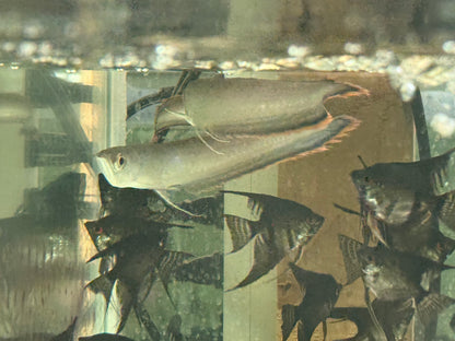 Black Arowana 4-5 ” – Live Freshwater Aquarium Fish Exotic Oddball for Large Tanks