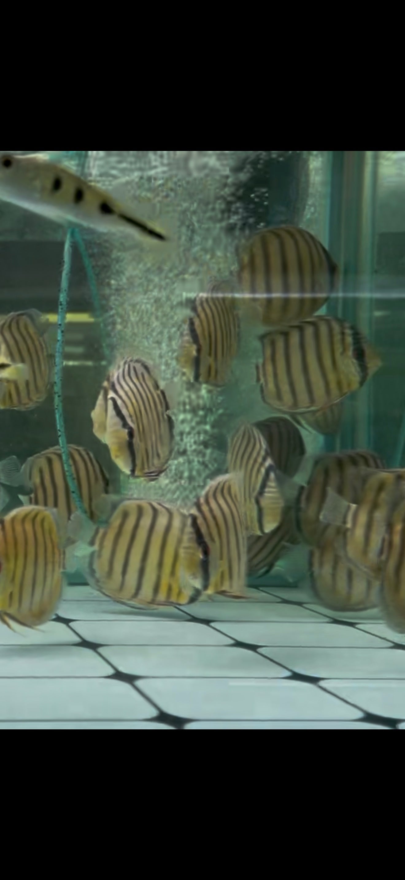 Wild Discus Rio Nanay Blue Face 3.5–4” – Premium Live Freshwater Discus Fish