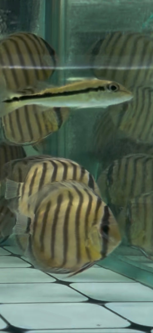 Wild Discus Rio Nanay Blue Face 3.5–4” – Premium Live Freshwater Discus Fish