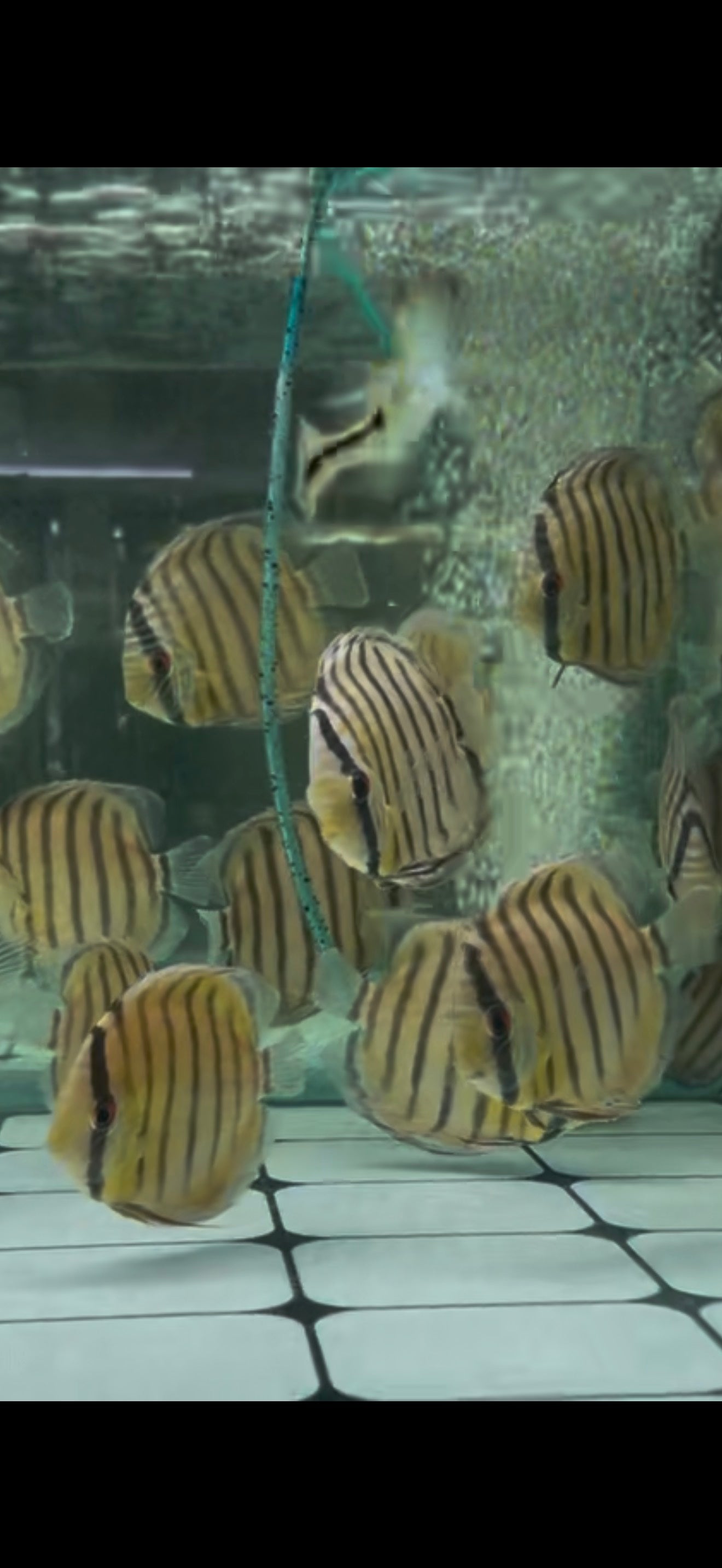 Wild Discus Rio Nanay Blue Face 3.5–4” – Premium Live Freshwater Discus Fish