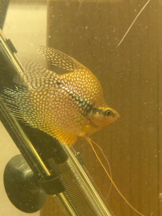 Pearl Balloon Gourami 1.75–2” – Live Freshwater Fish – Peaceful Community Species