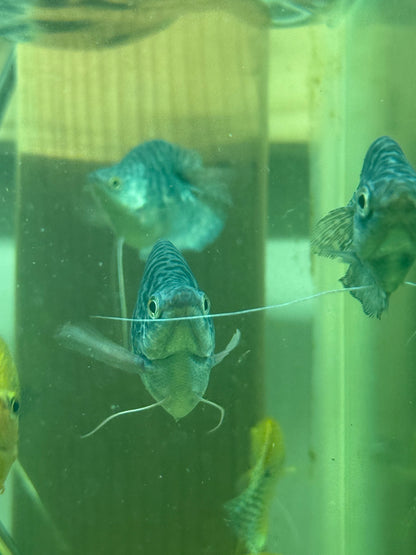 Blue Balloon Gourami 1.75–2” – Live Freshwater Fish – Peaceful Community Species