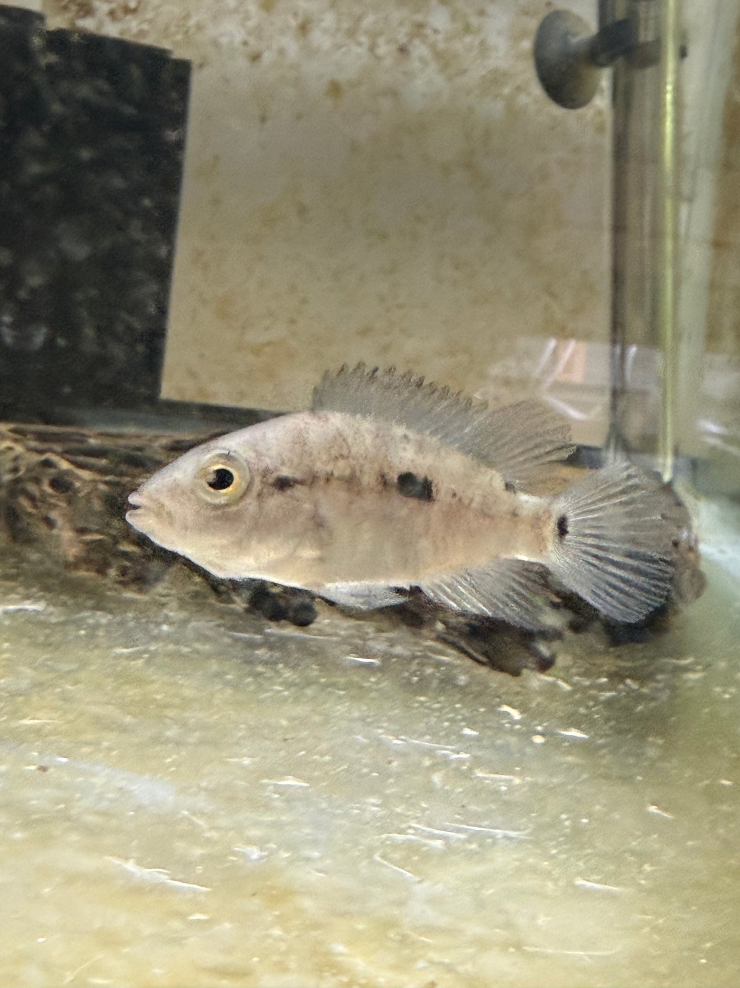 Black Nasty Cichlid 2–3” Juvenile – Live Freshwater – Rare Caribbean Species