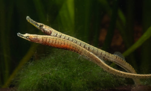 African Pipefish 4.5–5.5” – Rare Live Freshwater Pipefish – Exotic Aquarium Fish