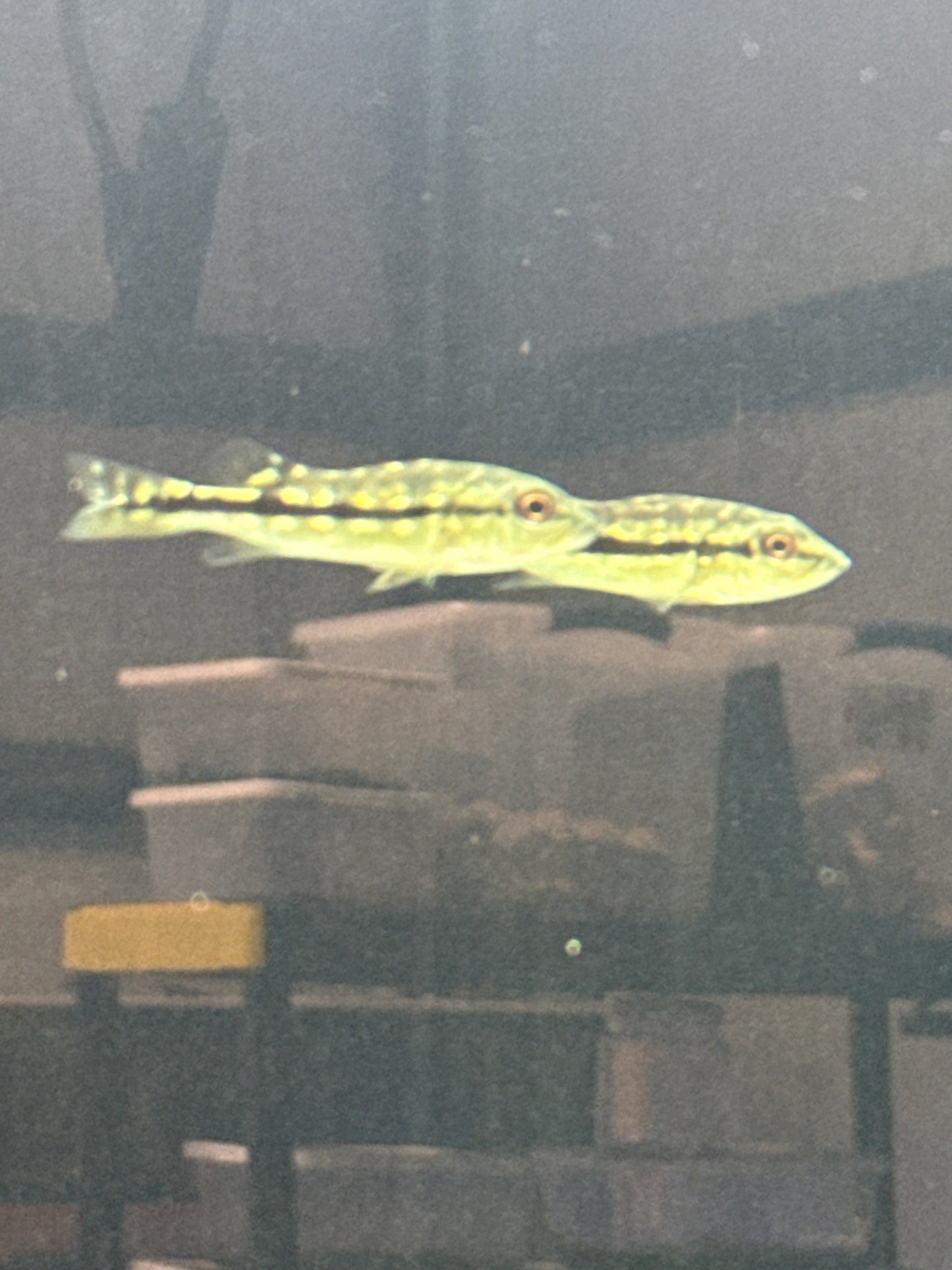 Peacock Bass Xingu 2–2.5” Live Fish – Rare Exotic Predator Cichlid Tank